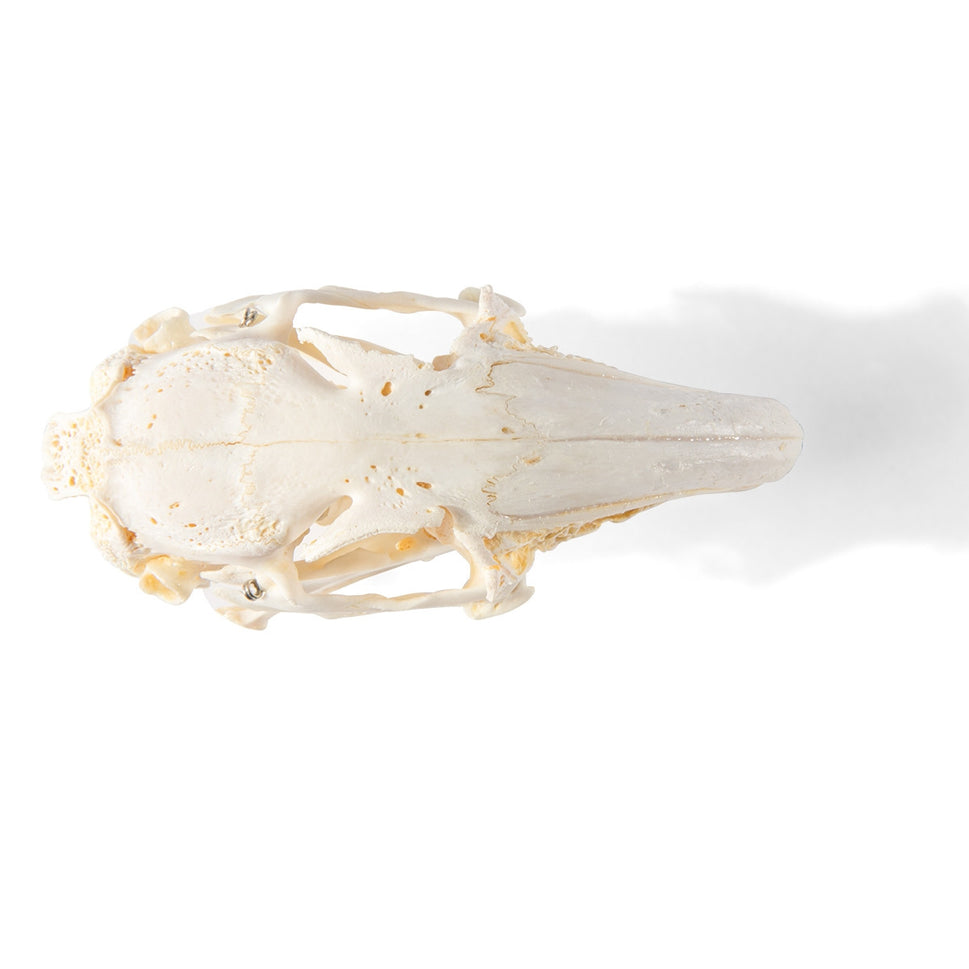 Rabbit Skull (Oryctolagus cuniculus var. domestica)