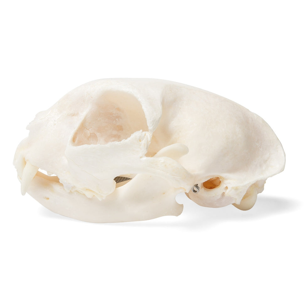 Cat Skull (Felis Catus)