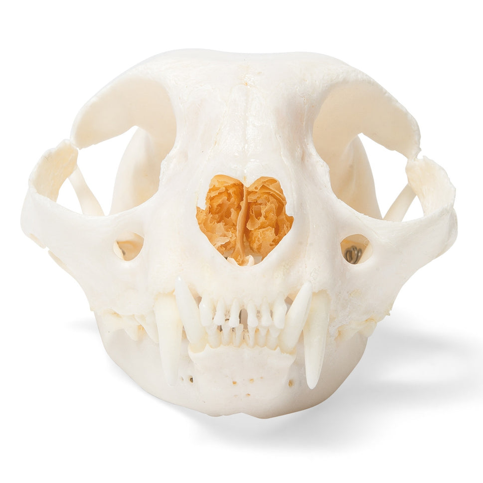 Cat Skull (Felis Catus)