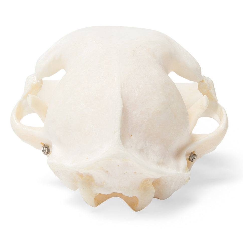 Cat Skull (Felis Catus)