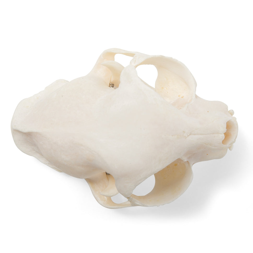Cat Skull (Felis Catus)