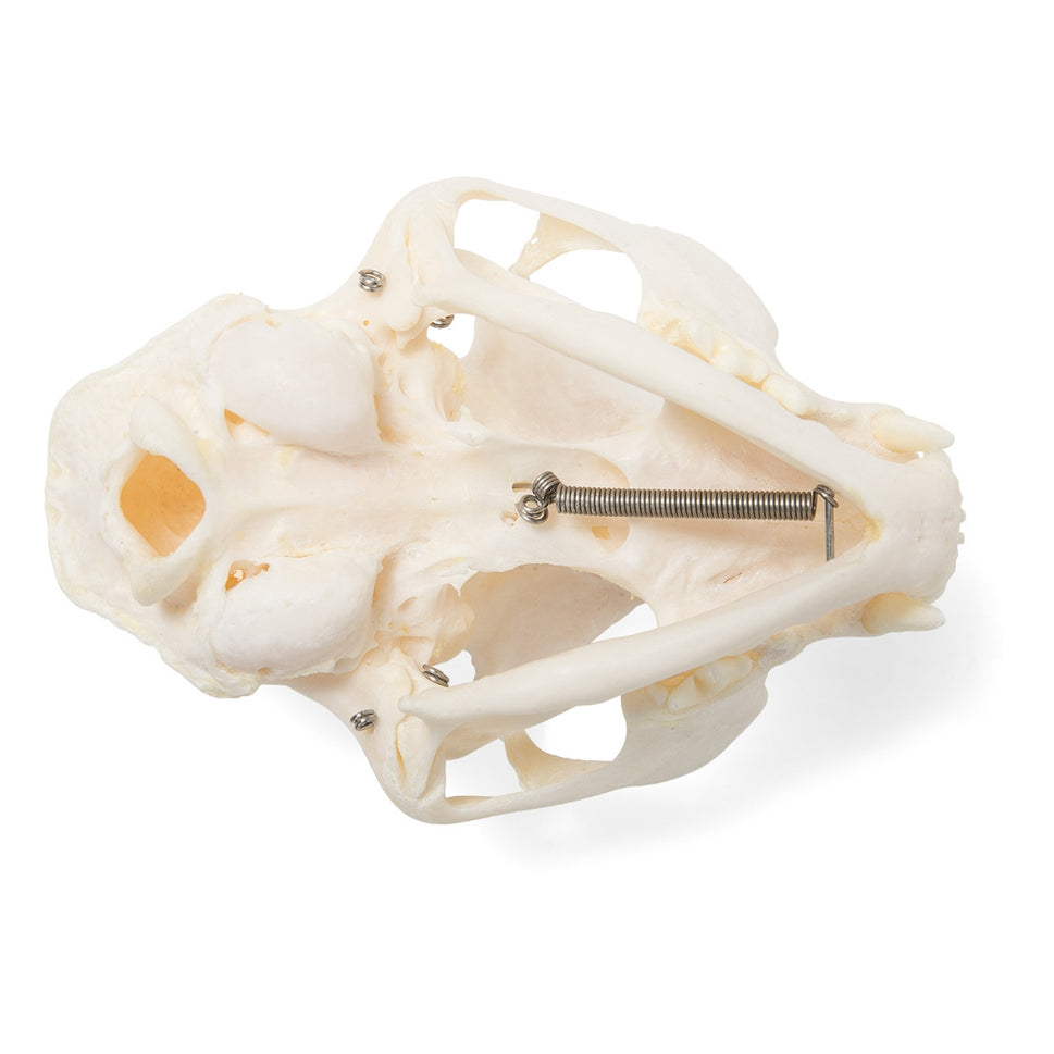 Cat Skull (Felis Catus)
