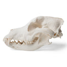 Switch Lateral View Of The Dog Skull Model 2 image