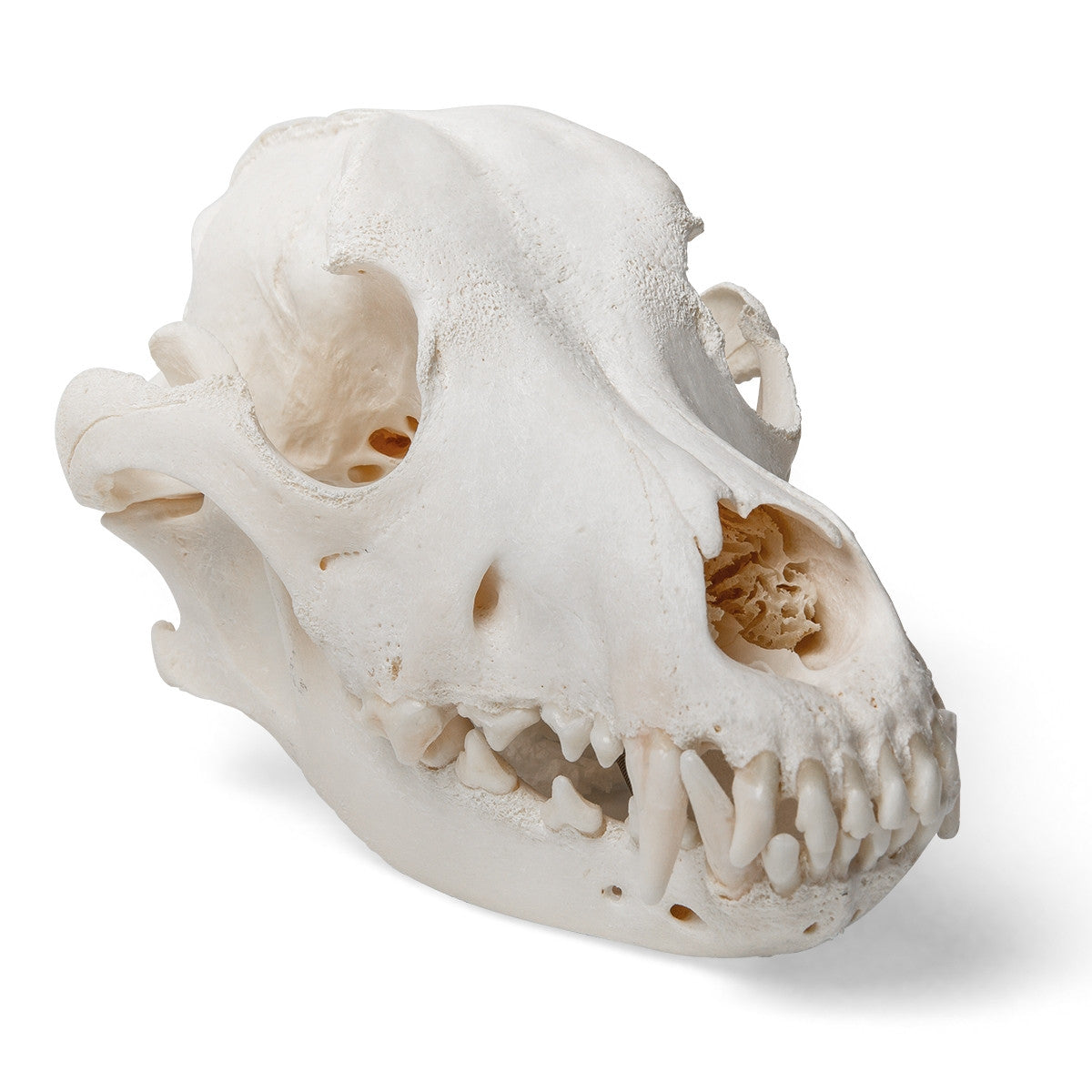 Dog Skull (Canis Domesticus, Medium)