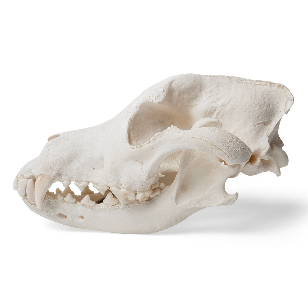 Dog Skull (Canis Domesticus, Medium)