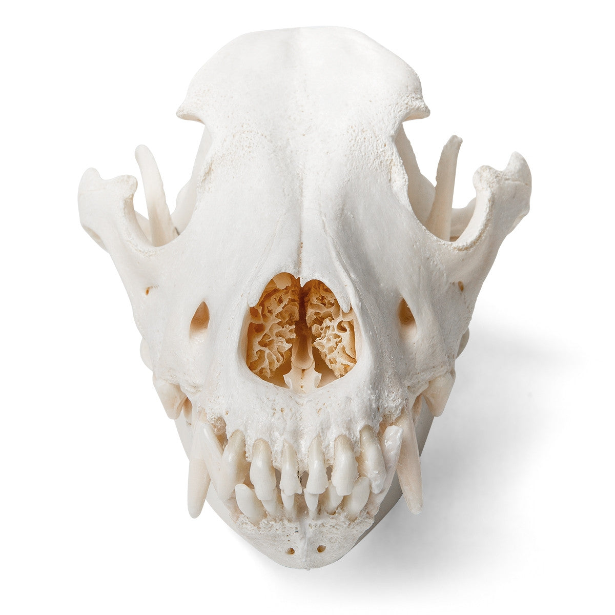 Dog Skull (Canis Domesticus, Medium)