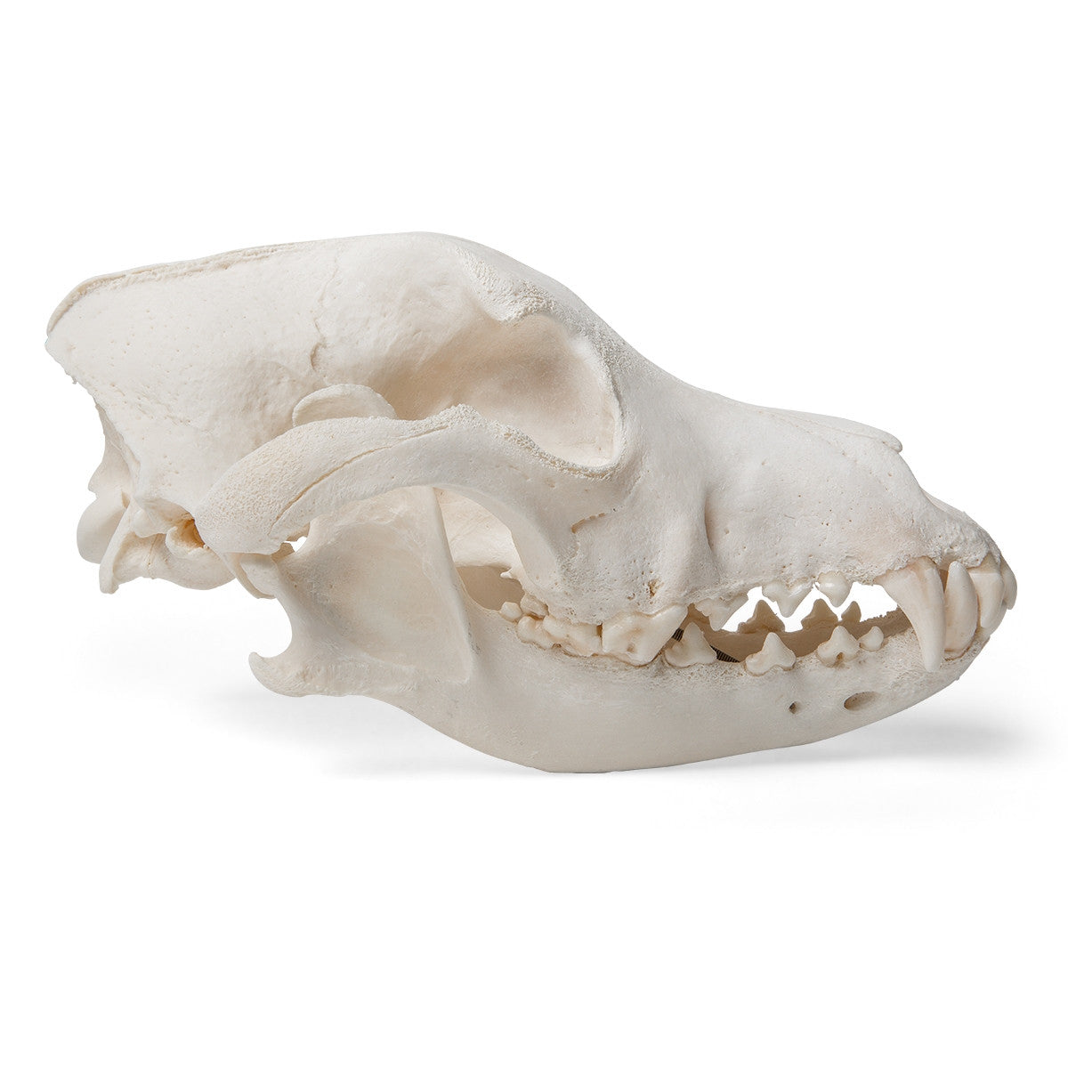 Dog Skull (Canis Domesticus, Medium)