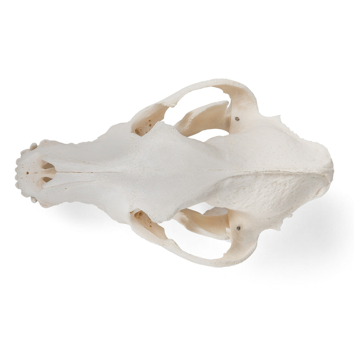 Dog Skull (Canis Domesticus, Medium)