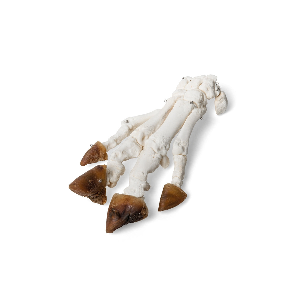 Pig Foot (Sus Scrofa Domesticus)
