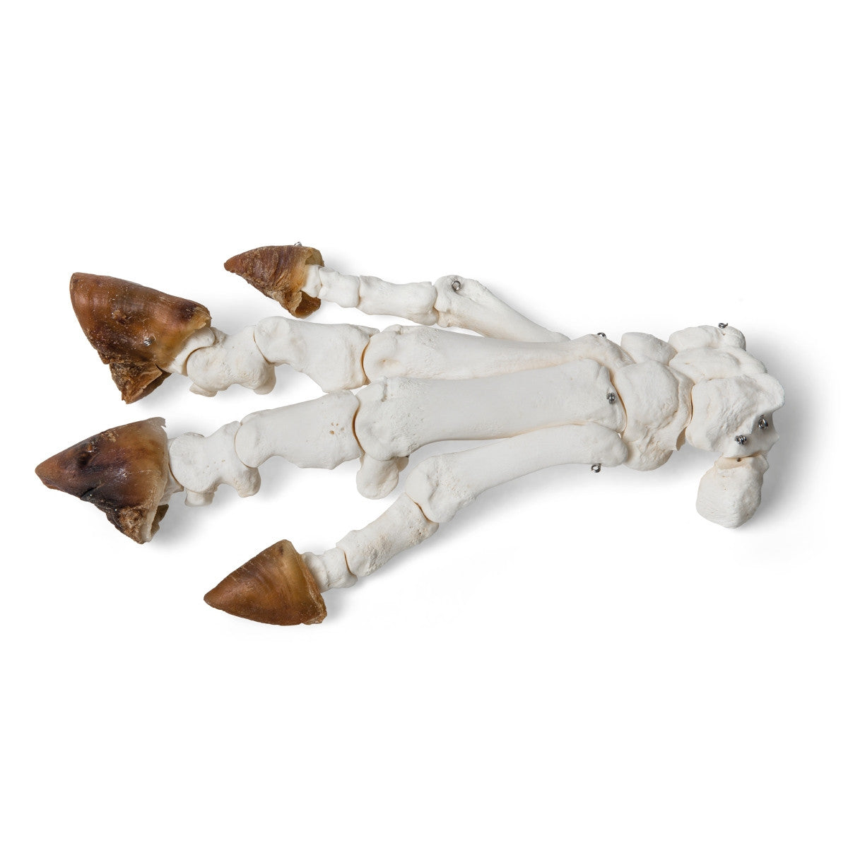 Pig Foot (Sus Scrofa Domesticus)