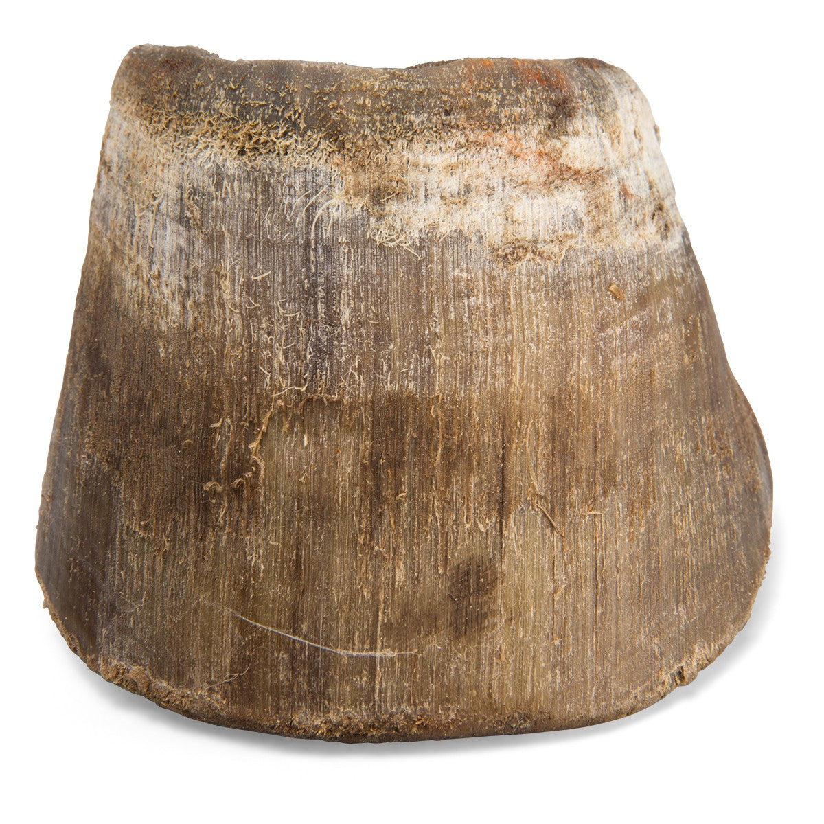 Horse Foot (Equus Ferus Caballus)