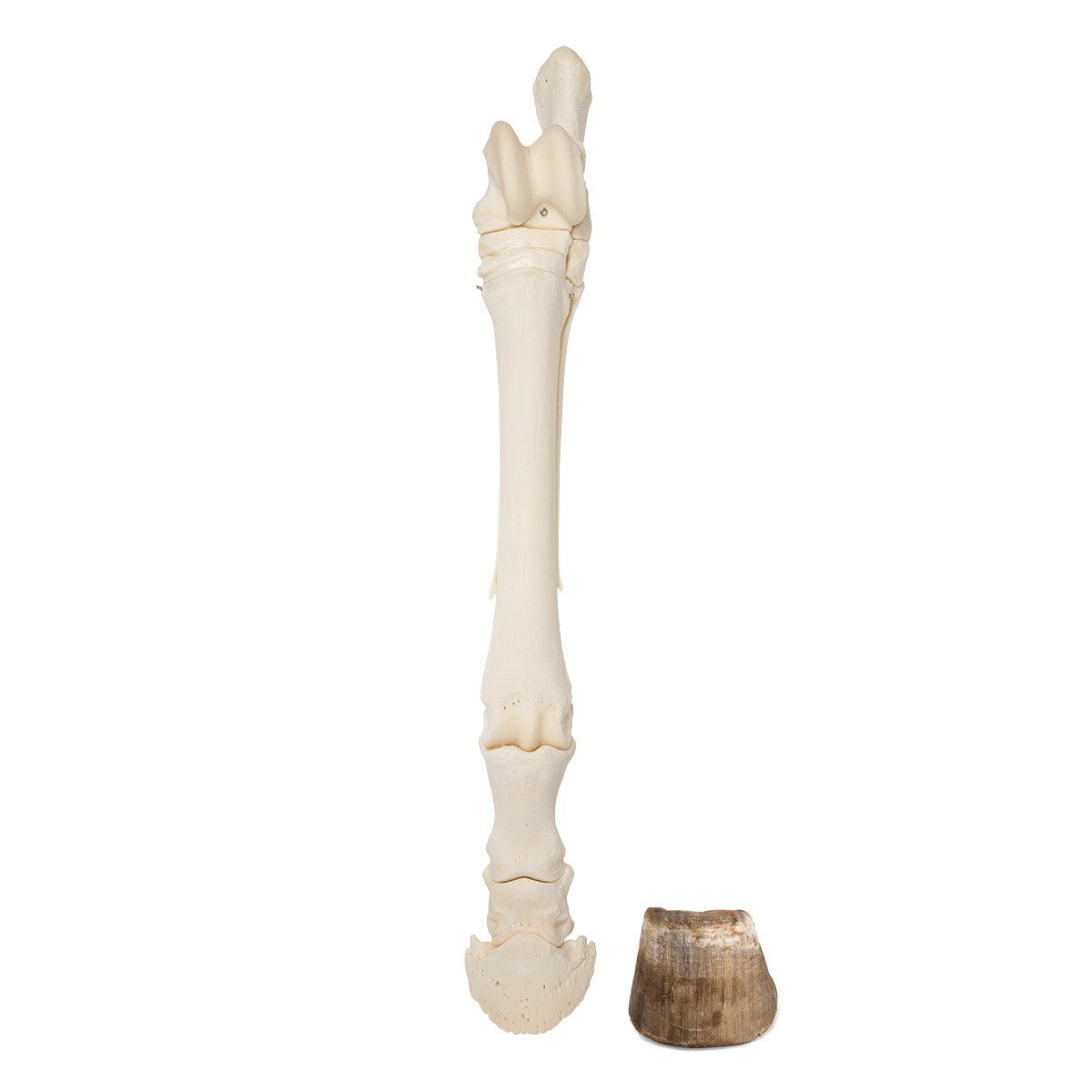 Horse Foot (Equus Ferus Caballus)