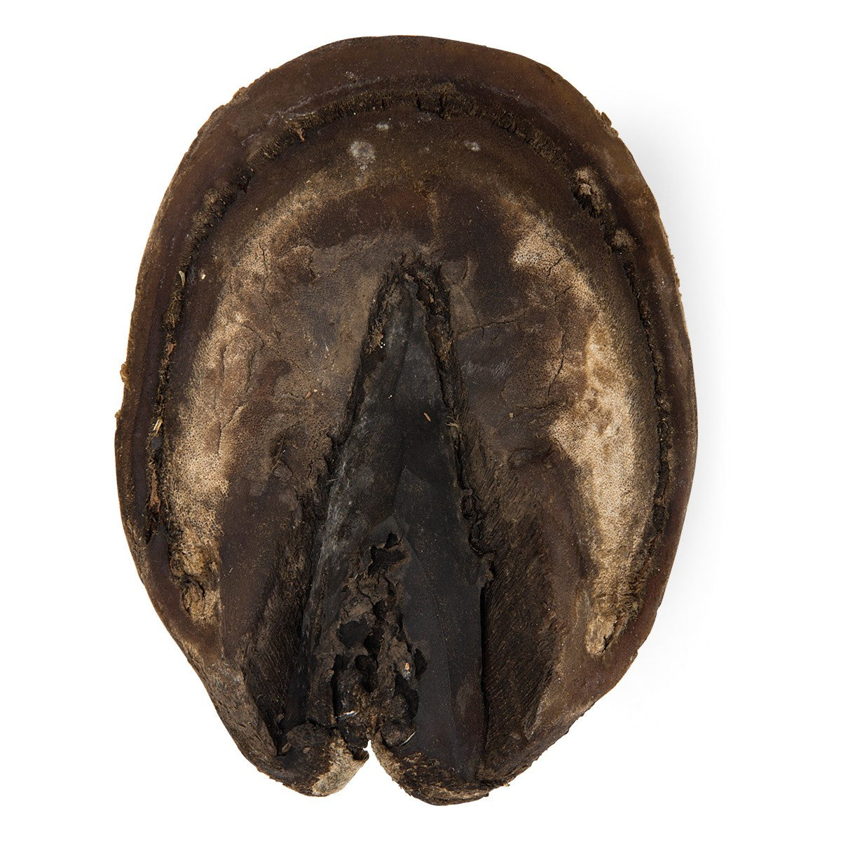 Horse Foot (Equus Ferus Caballus)