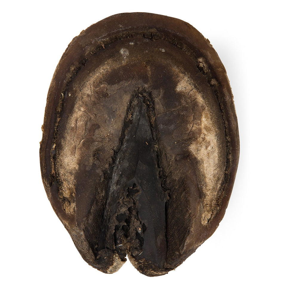Horse Foot (Equus Ferus Caballus)