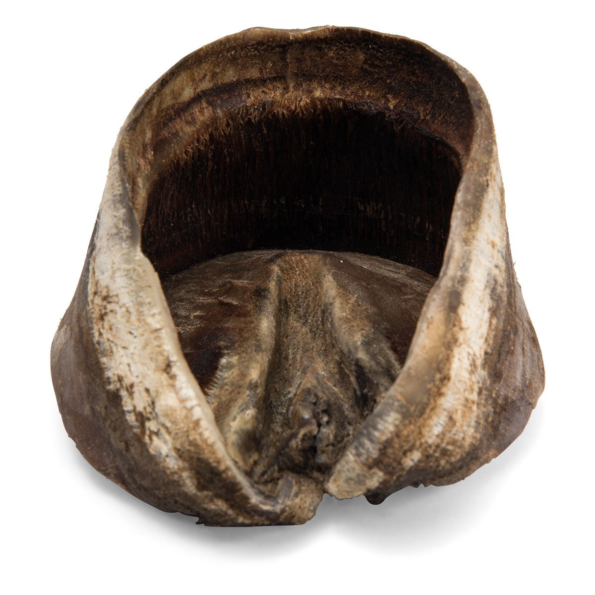 Horse Foot (Equus Ferus Caballus)