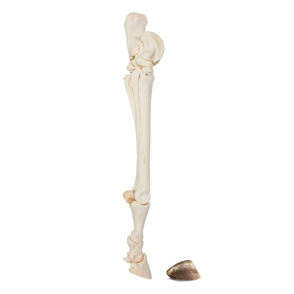 Horse Foot (Equus Ferus Caballus)