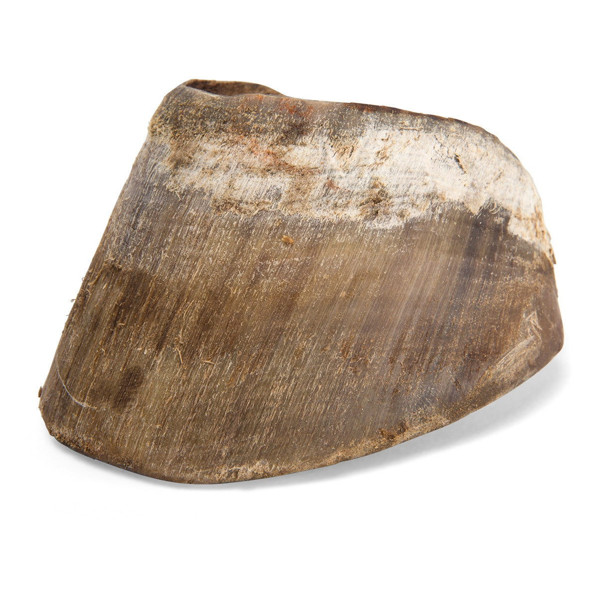 Horse Foot (Equus Ferus Caballus)