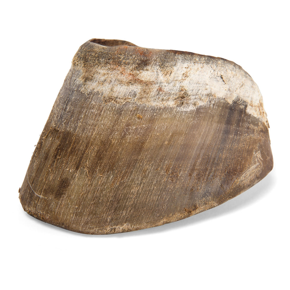 Horse Foot (Equus Ferus Caballus)