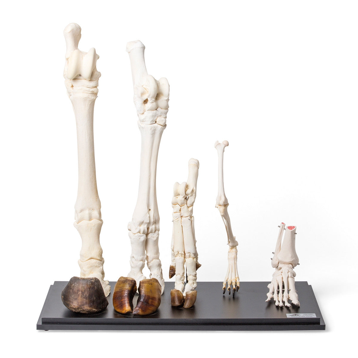 Mammal Hind Legs Set