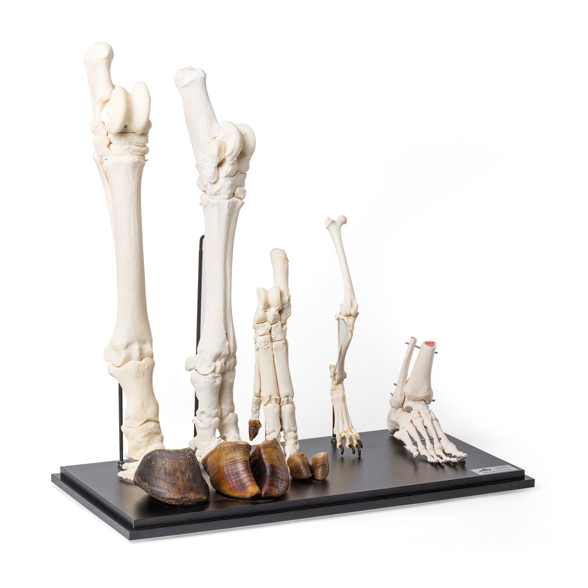 Mammal Hind Legs Set