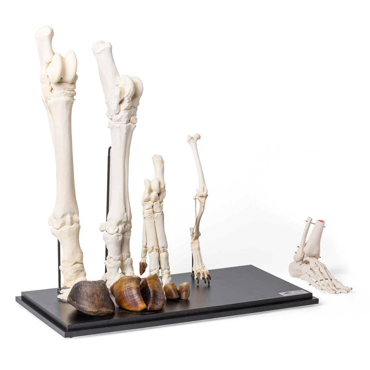 Mammal Hind Legs Set