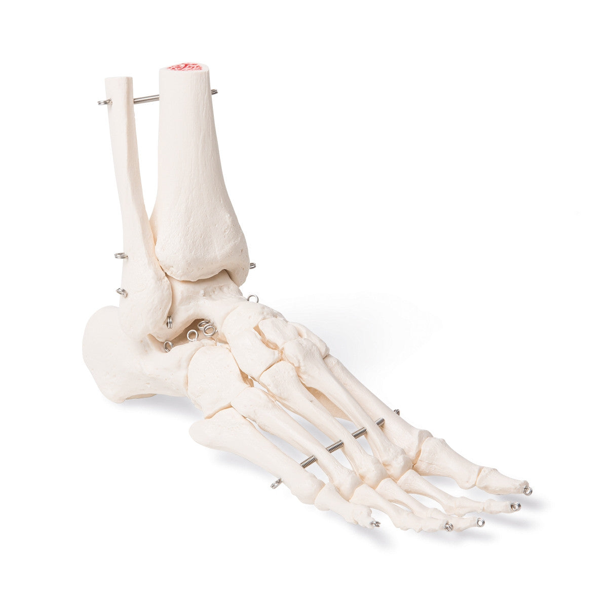 Mammal Hind Legs Set