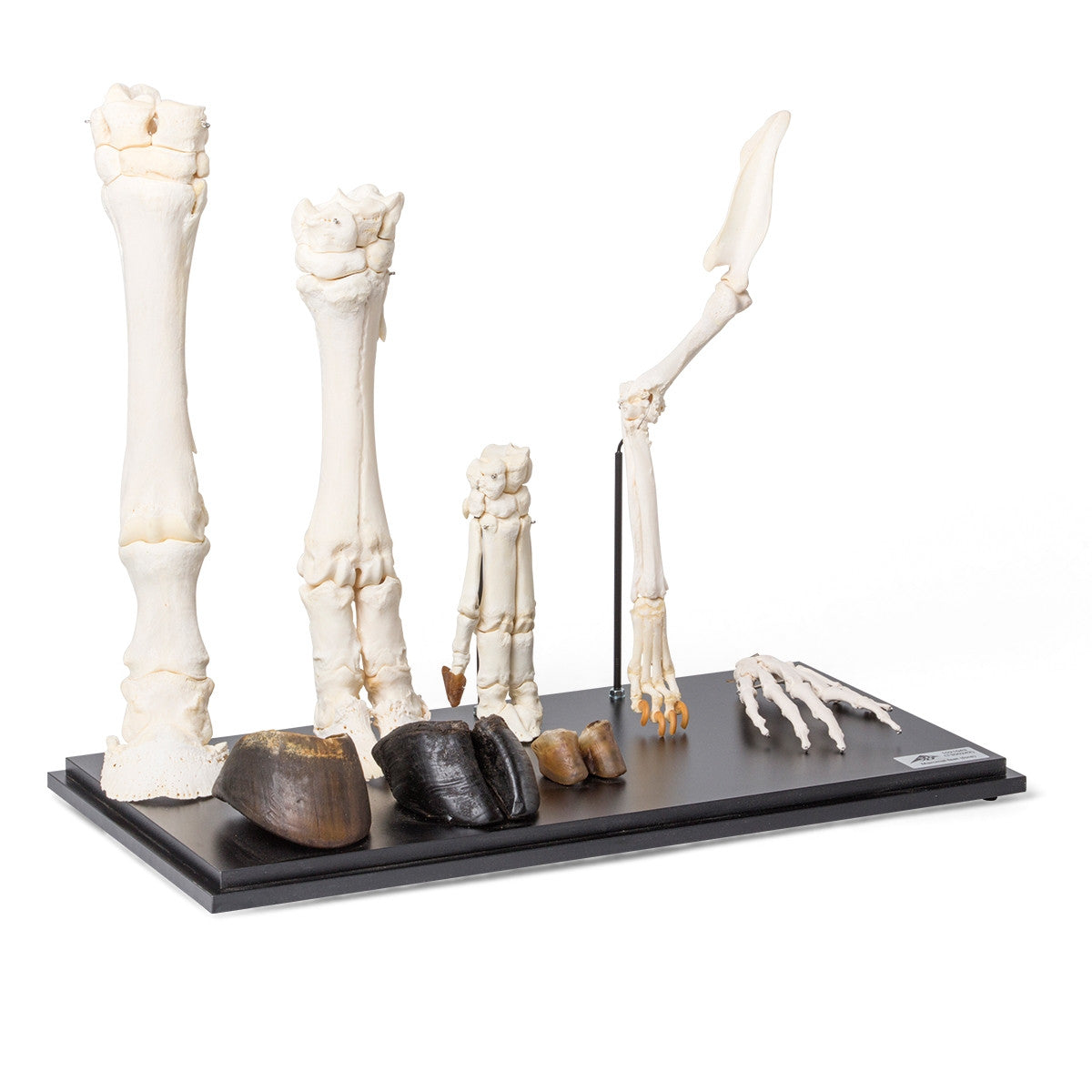 Mammal Front Legs Set
