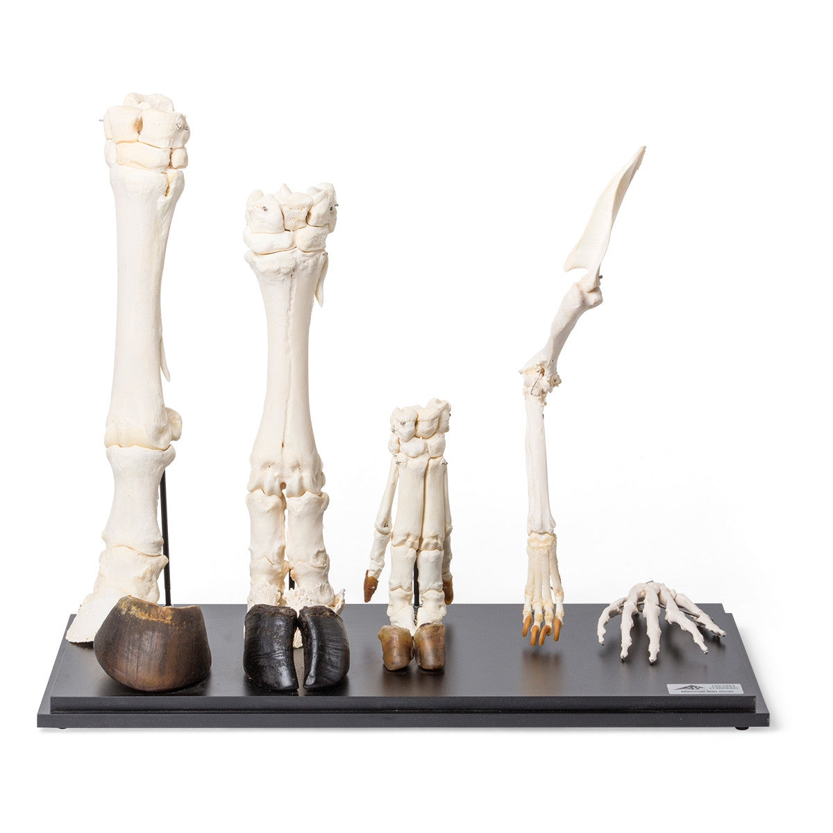 Mammal Front Legs Set