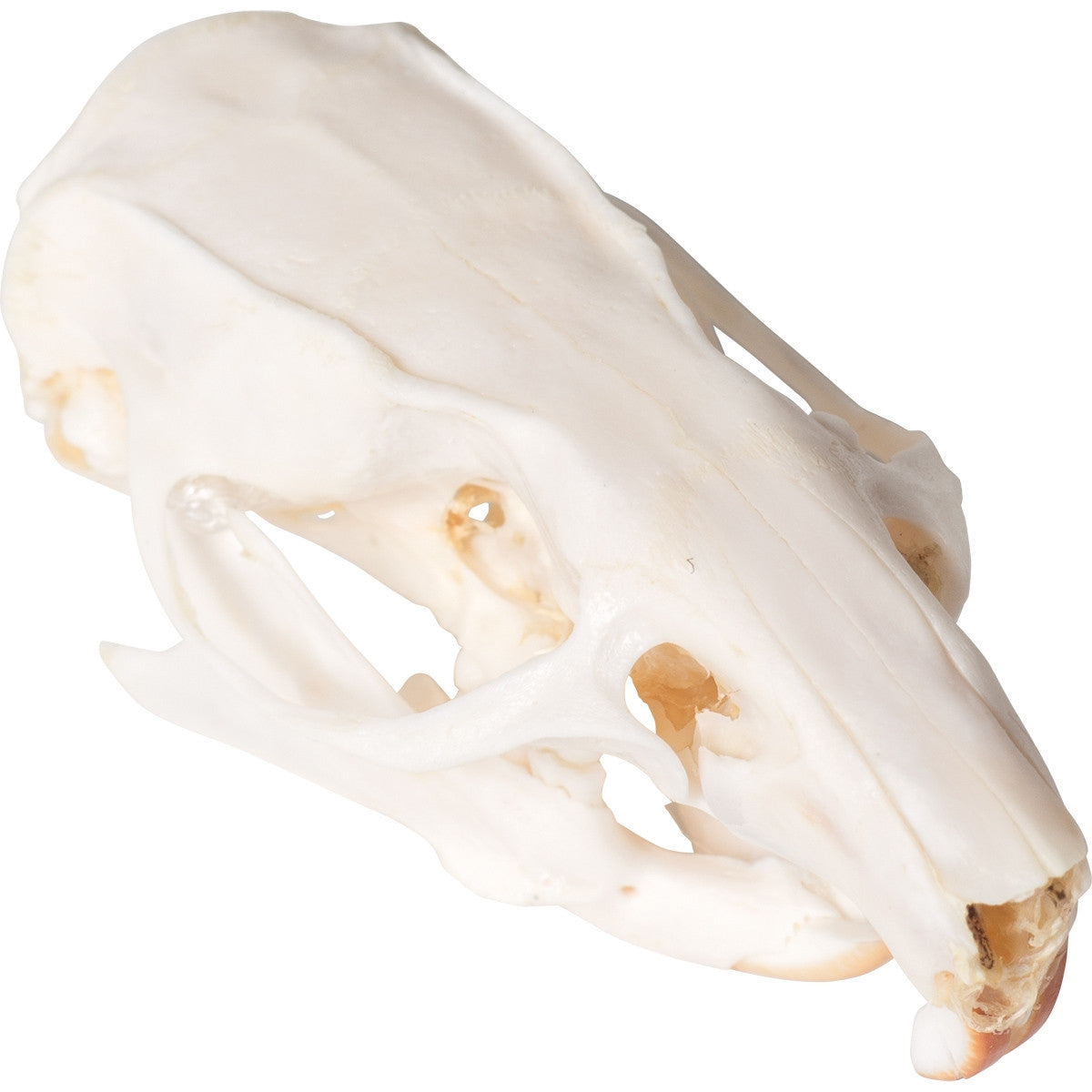 Rat Skull (Rattus Rattus)