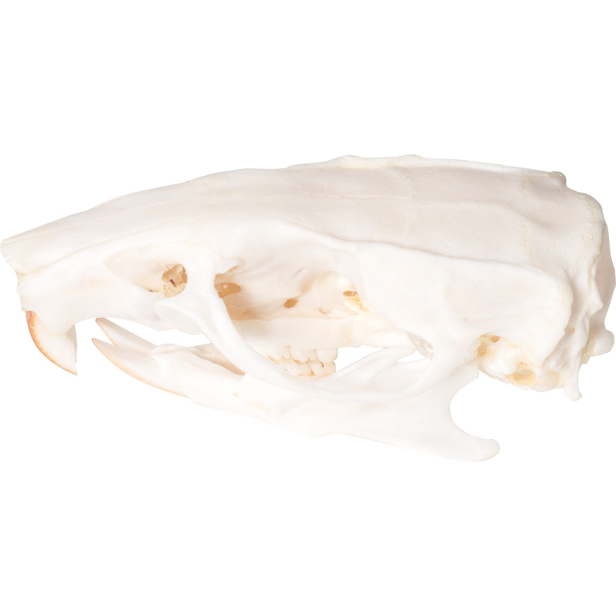 Rat Skull (Rattus Rattus)