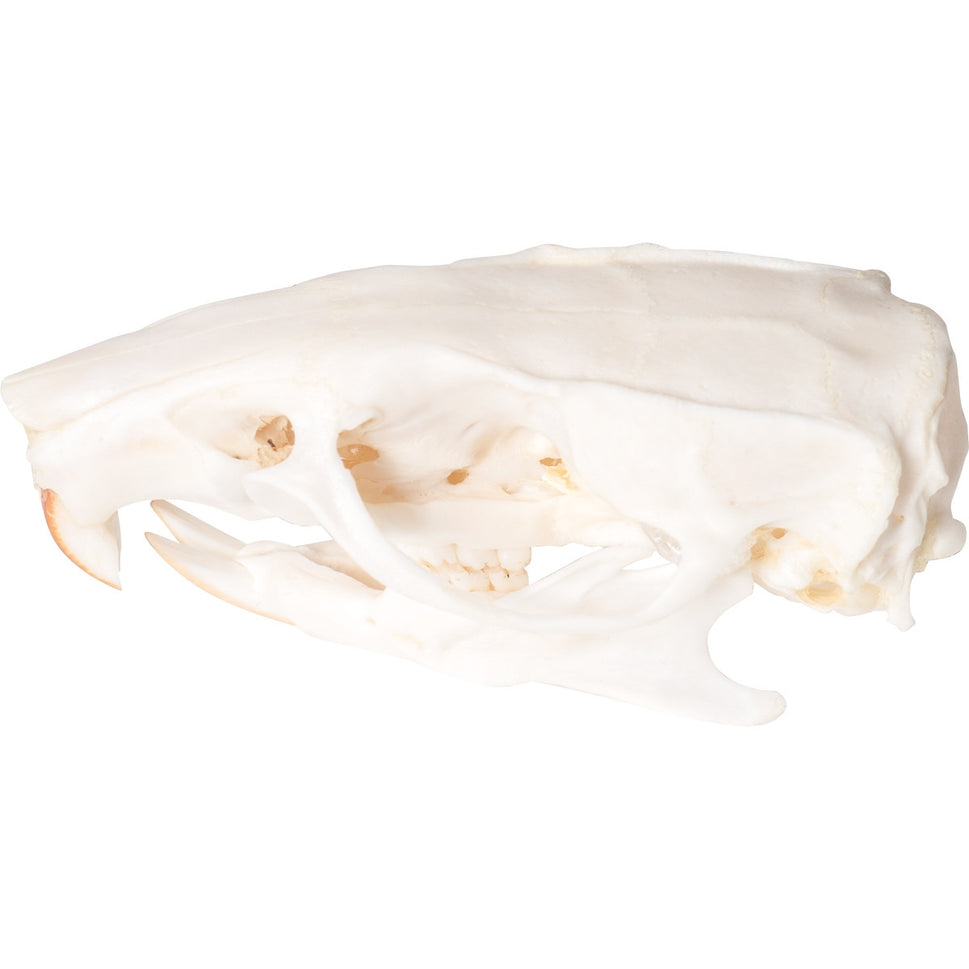 Rat Skull (Rattus Rattus)