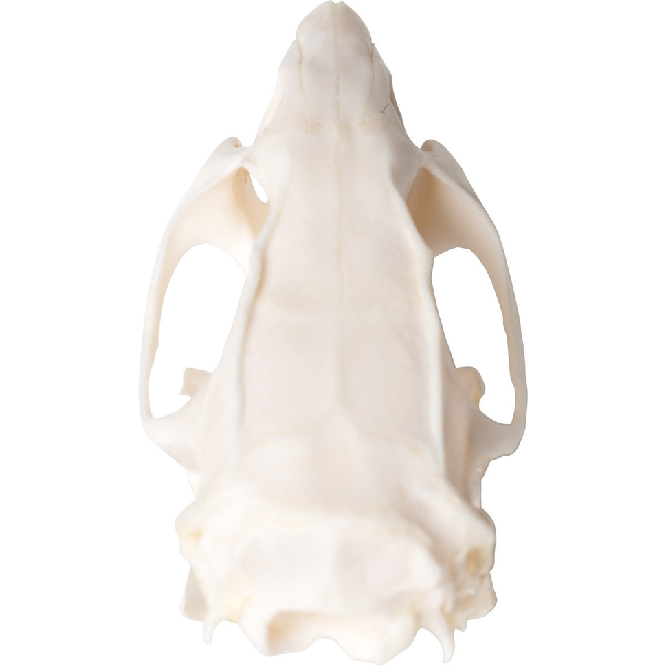 Rat Skull (Rattus Rattus)