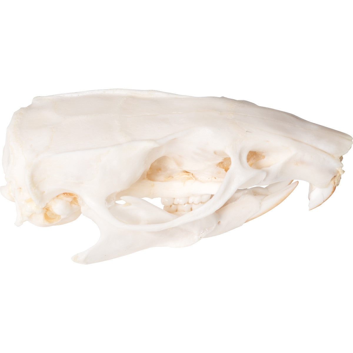 Rat Skull (Rattus Rattus)