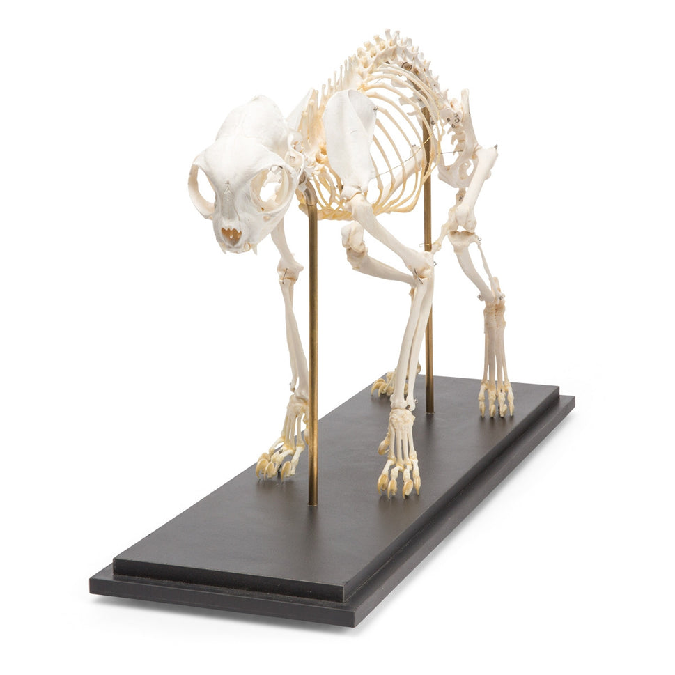 Cat Skeleton (Felis Catus)