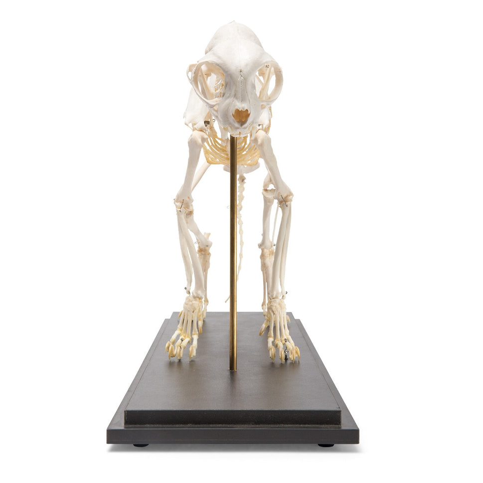 Cat Skeleton (Felis Catus)