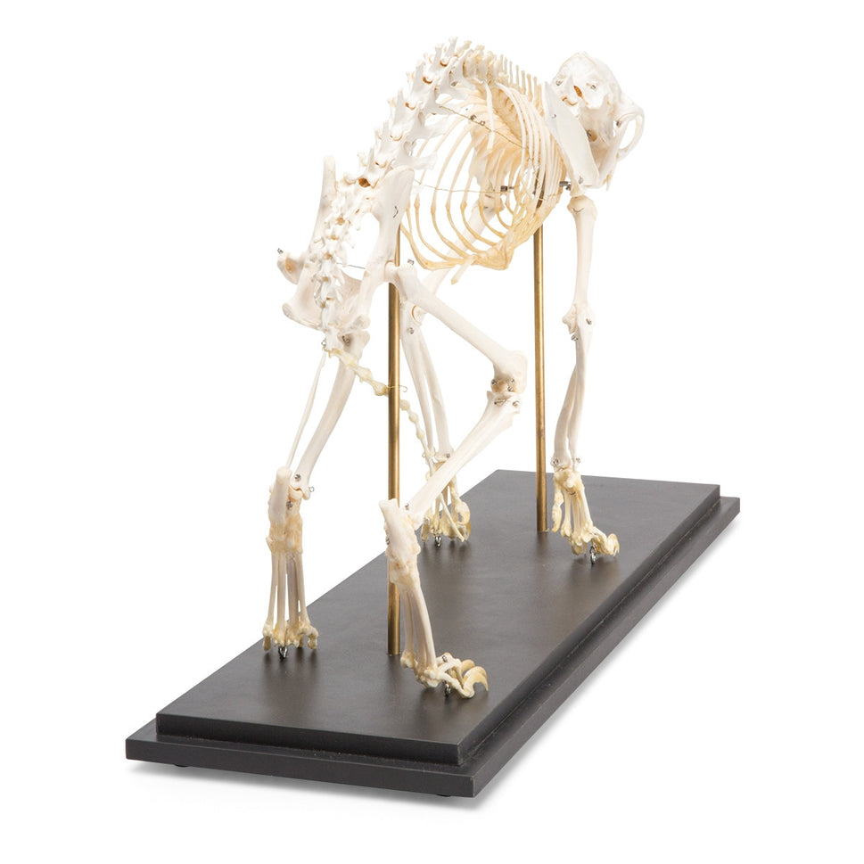 Cat Skeleton (Felis Catus)
