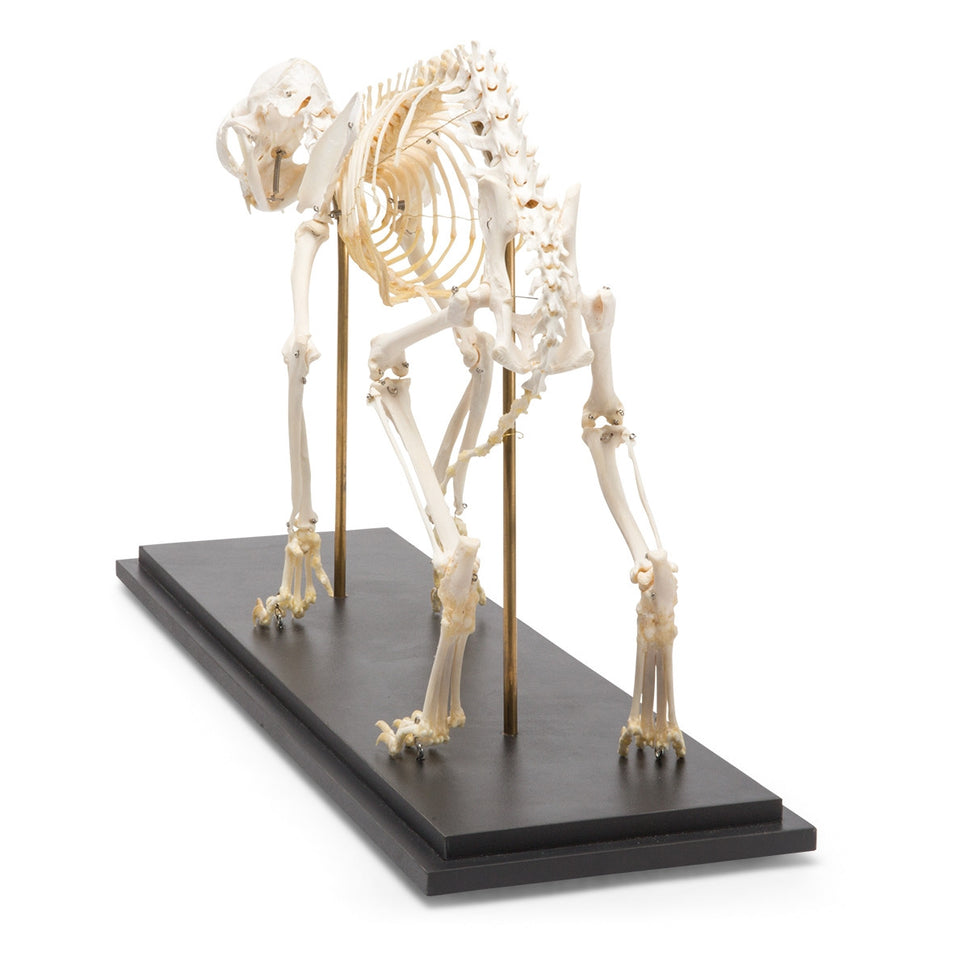 Cat Skeleton (Felis Catus)