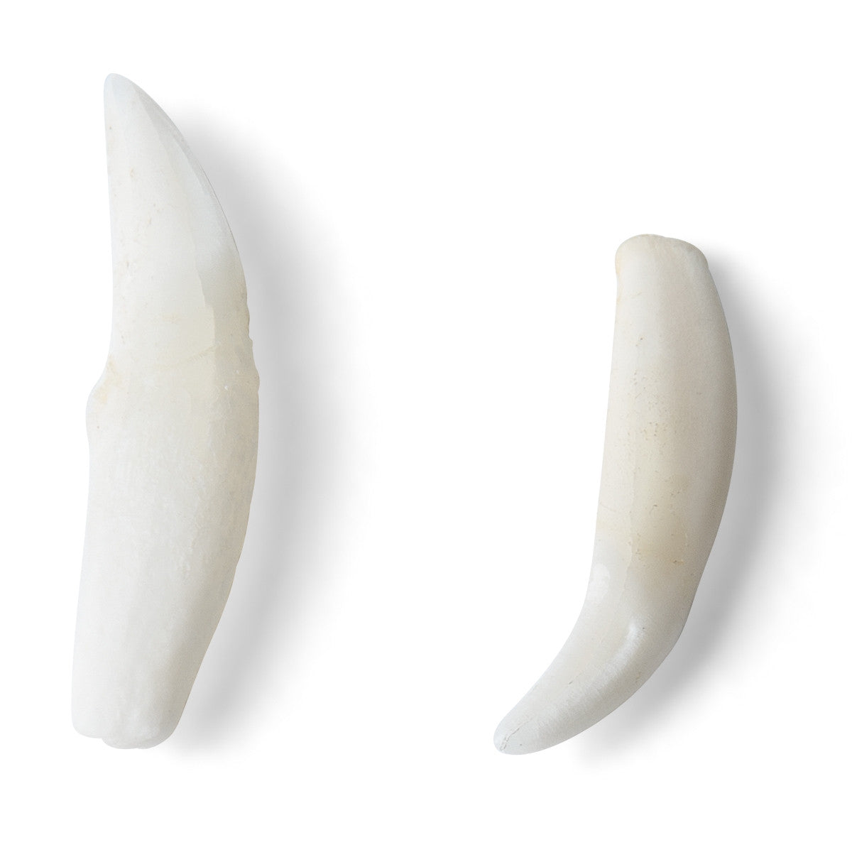 Animal Teeth Model Collection