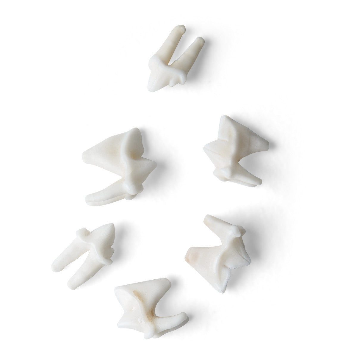Animal Teeth Model Collection