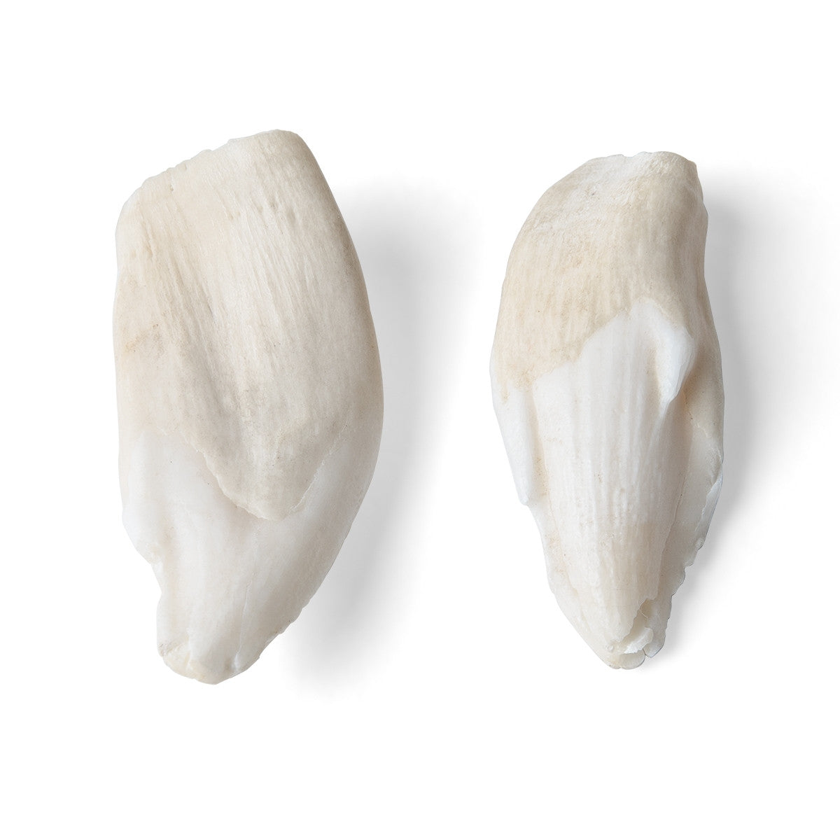 Animal Teeth Model Collection