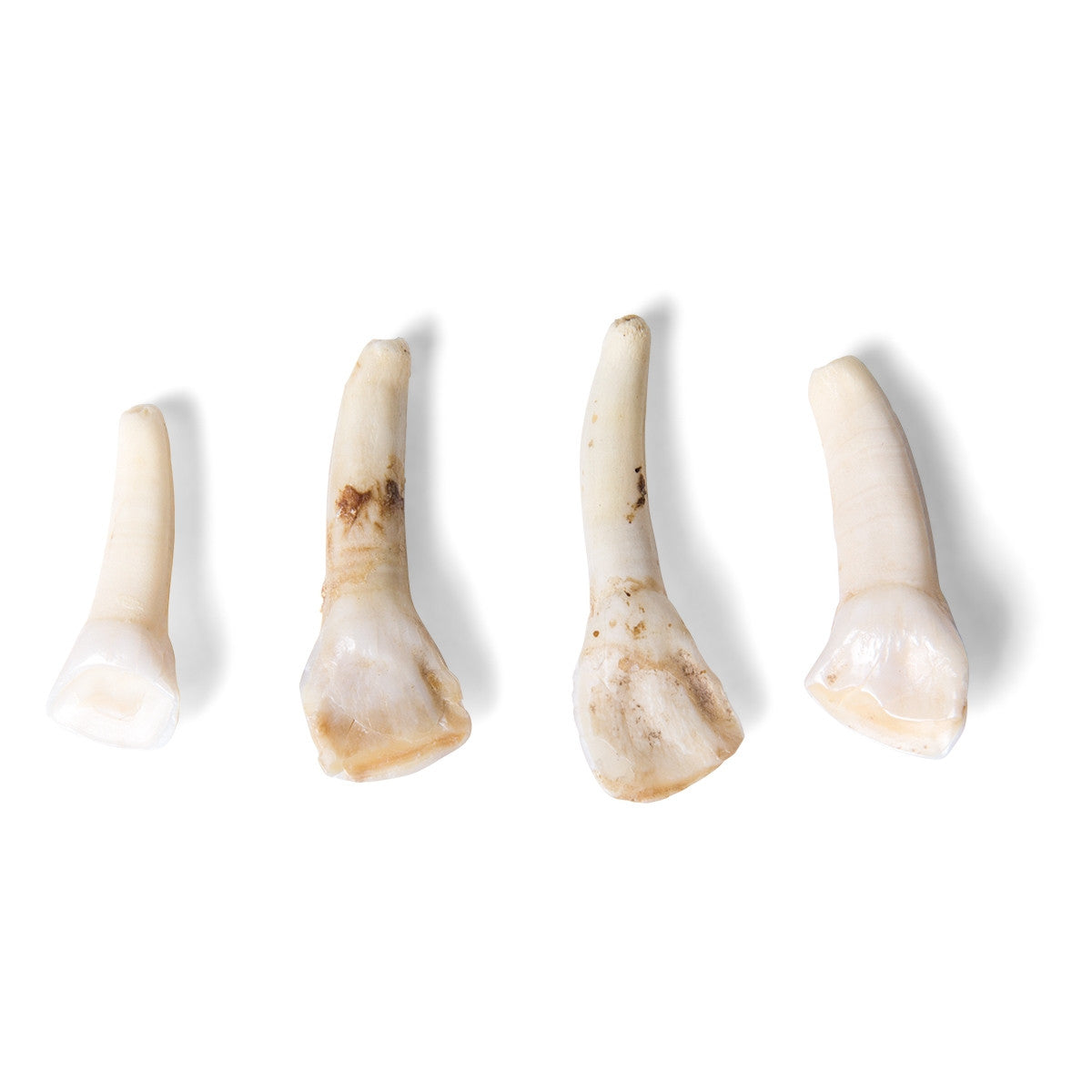 Animal Teeth Model Collection