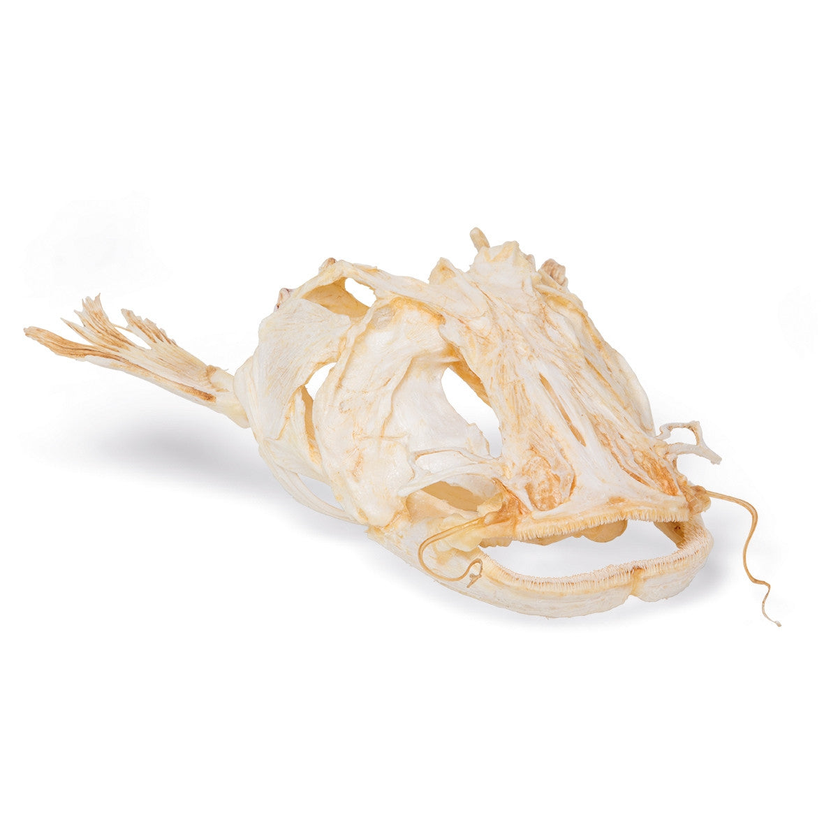 Catfish Head (Silurus Glanis)