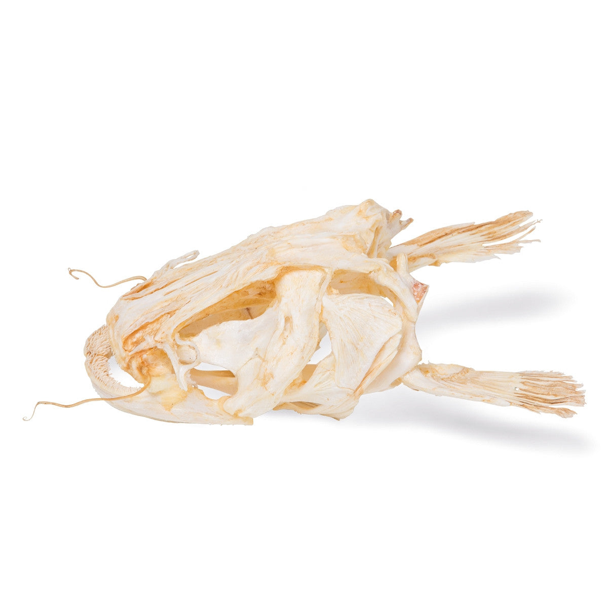 Catfish Head (Silurus Glanis)
