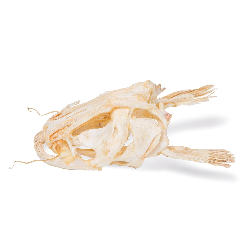 Catfish Head (Silurus Glanis)