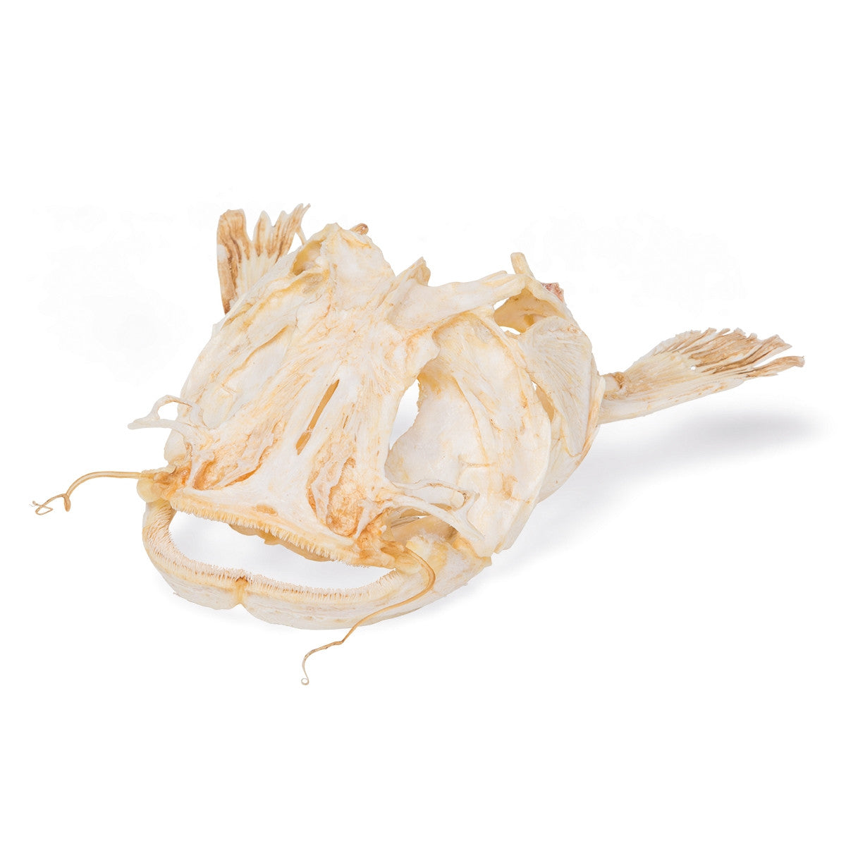 Catfish Head (Silurus Glanis)