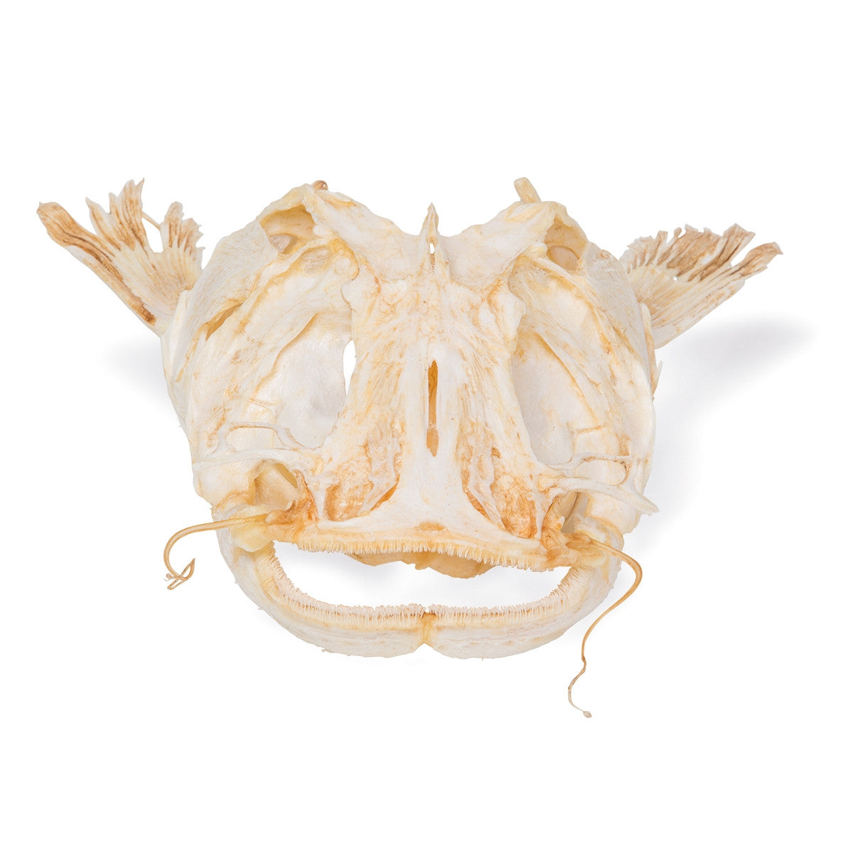 Catfish Head (Silurus Glanis)