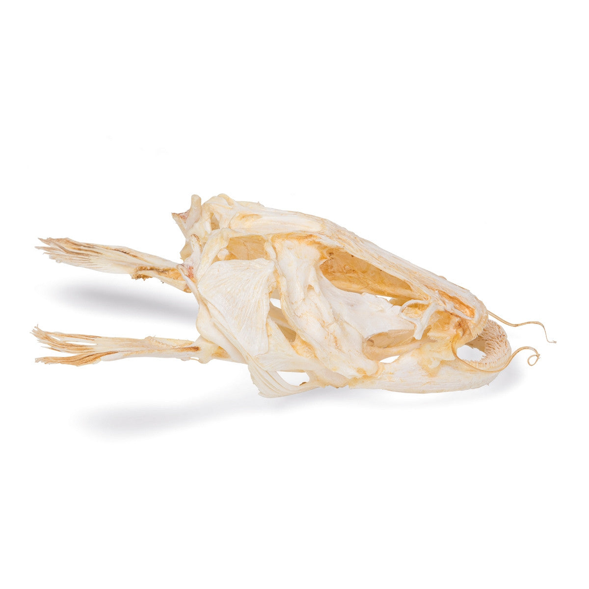 Catfish Head (Silurus Glanis)