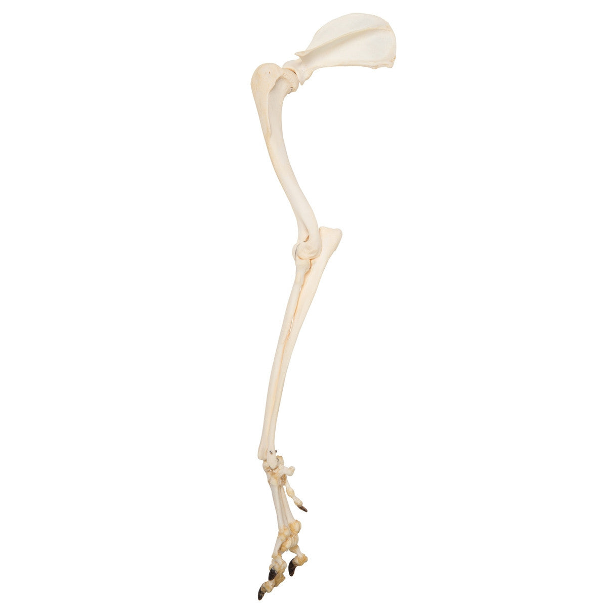 Dog Leg (Canis Lupus Familiaris)