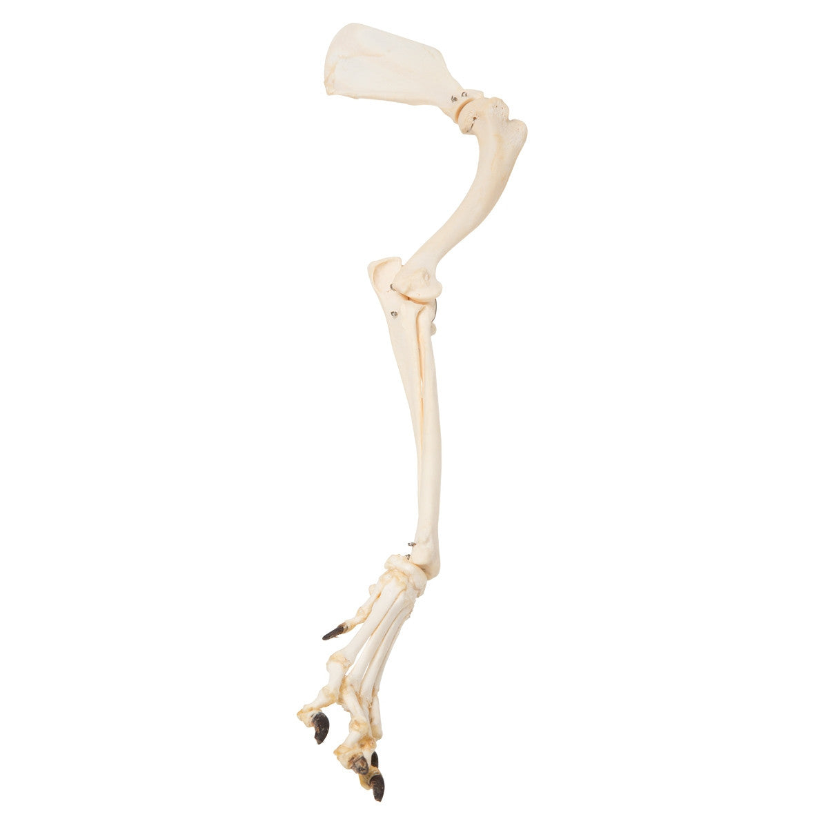 Dog Leg (Canis Lupus Familiaris)