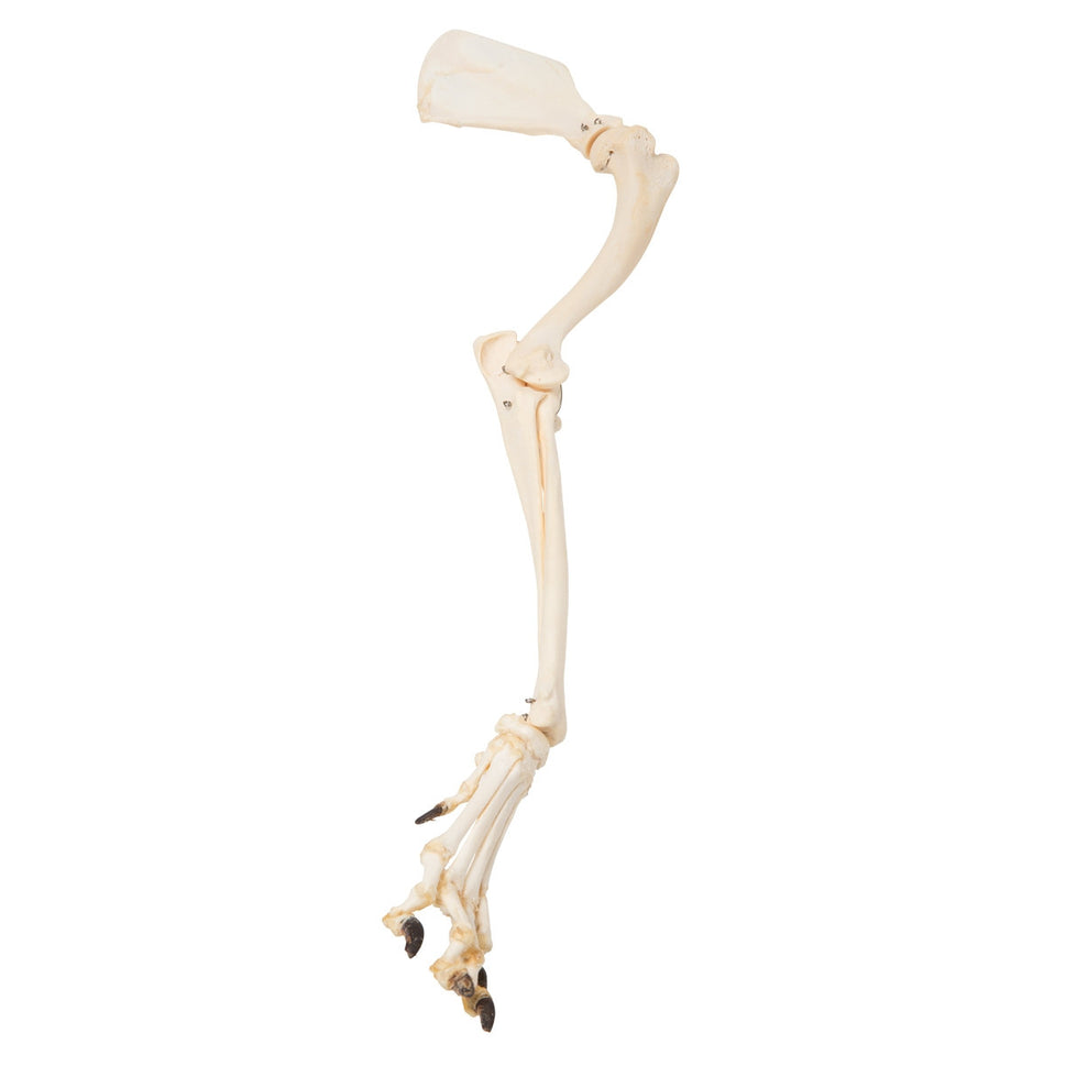 Dog Leg (Canis Lupus Familiaris)